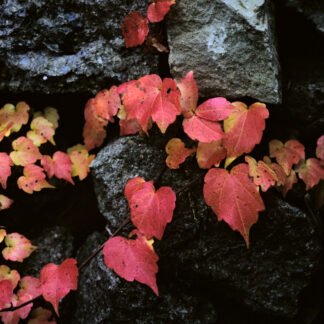 Fulles de Parthenocissus tricuspidata sobre mur de pedra seca.